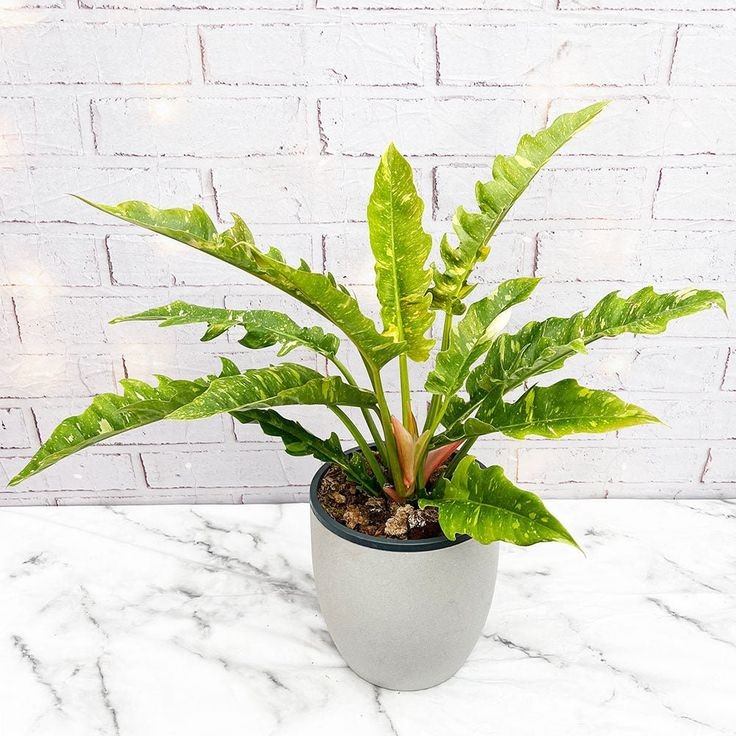 Philodendron Ring Of Fire Variegated